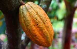 Nederland verdringt Duitsland als grootste exporteur cacaoproducten